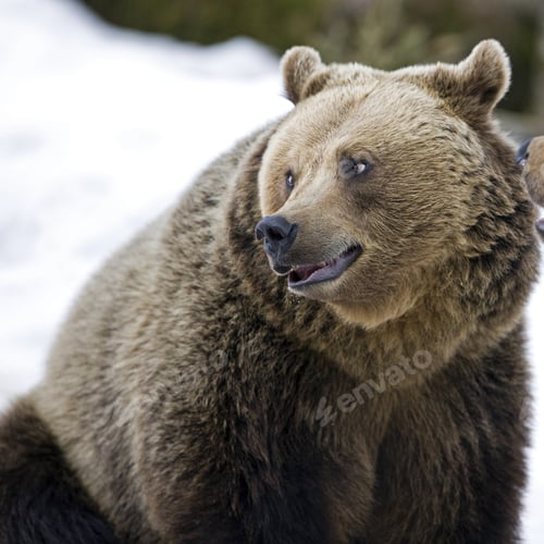 Preview: Brown Bear (Ursus Arctos)