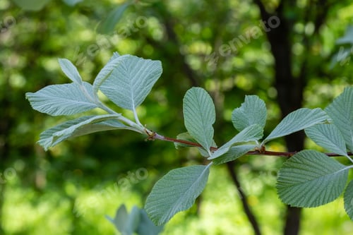 Preview: The Leaves Of Sorbus Graeca In Natural Background