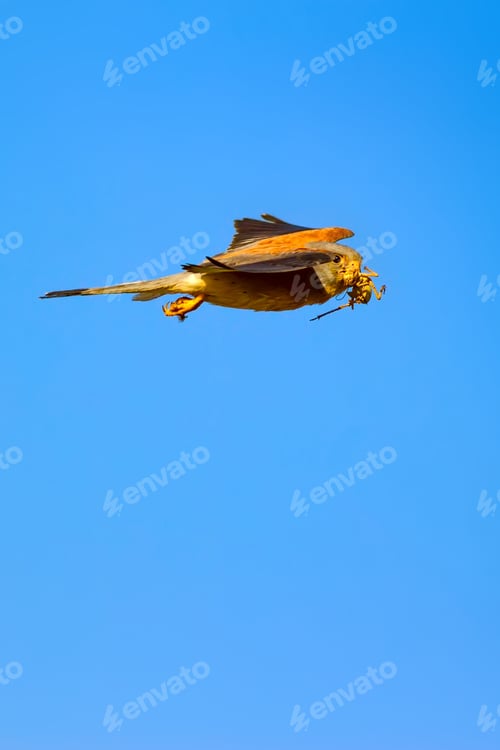 Preview: Flying Falcon With Hunt. Blue Sky Background. Bird: Lesser Kestrel. Falco Naumanni.