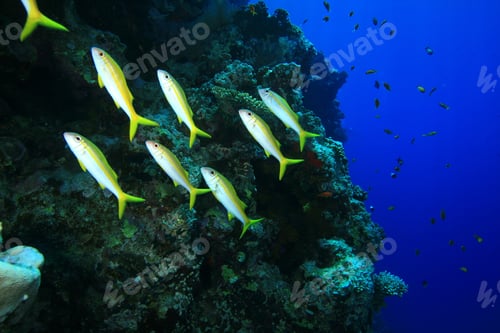 Preview: Shoal Of Yellowfin Goatfish (Mulloidichthys Vanicolensis)