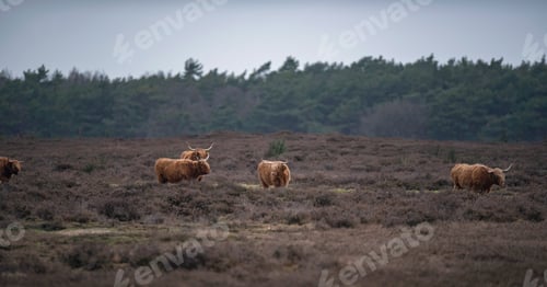 Preview: Group Of Highland Cattle In Heather Landscape In Winter.