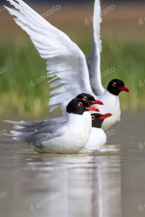 Preview: White Gulls. Blue Green Nature Background. Bird: Mediterranean Gull. Ichthyaetus Melanocephalus.