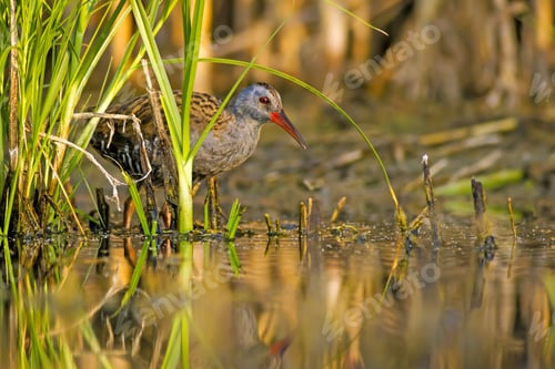 Preview: Nature And Bird. Colorful Nature Habitat Background. Bird: Water Rail. Rallus Aquaticus.