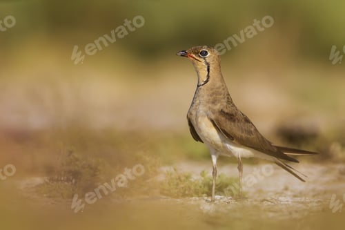 Preview: Pratincole. Yellow Green Nature Background. Bird: Collared Pratincole. Glareola Pratincola.