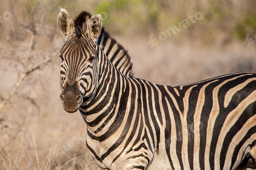 Preview: Zebra In The Kruger National Park, South Africa