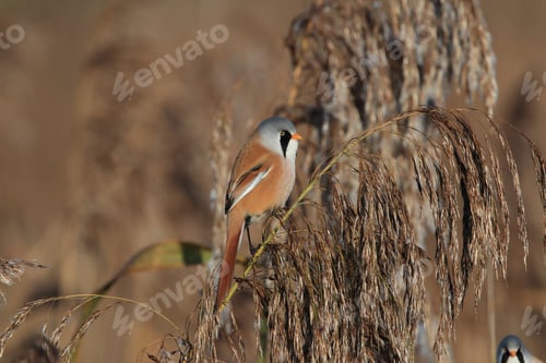 Preview: Bearded Reedling Or Bearded Tit (Panurus Biarmicus) Baden-Wuerttemberg, Germany