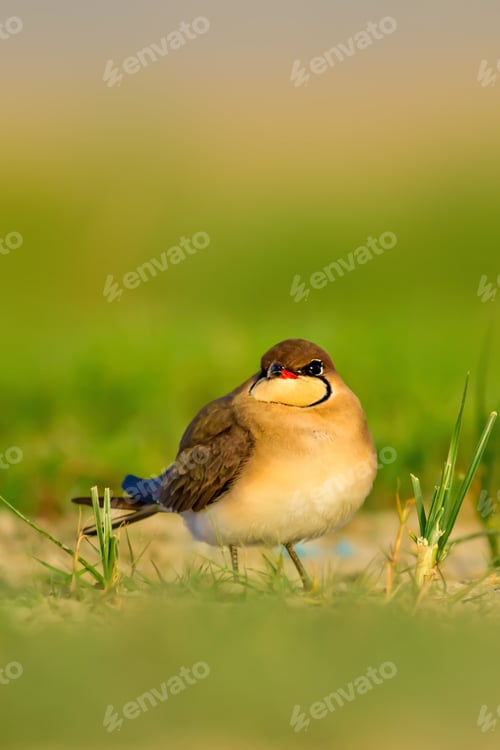 Preview: Cute Bird. Collared Pratincole. Glareola Pratincola