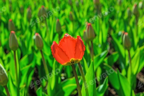 Preview: The Buds Of Red Tulips In Spring Garden. Blossoming Tulips
