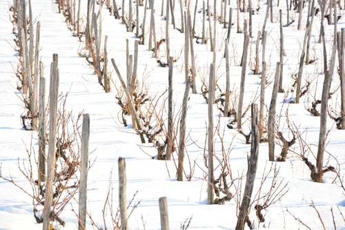 Preview: Winter Vineyard Under The Snow