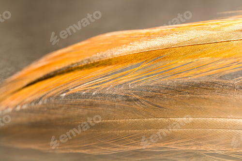 Preview: Colorful Rooster Feather With Details And Reflexions