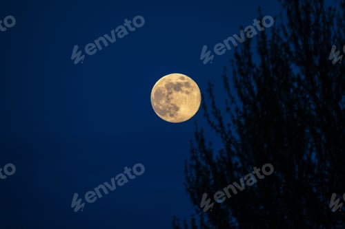 Preview: Dead Tree At Midnight With A Glowing Full Moon Ir Red