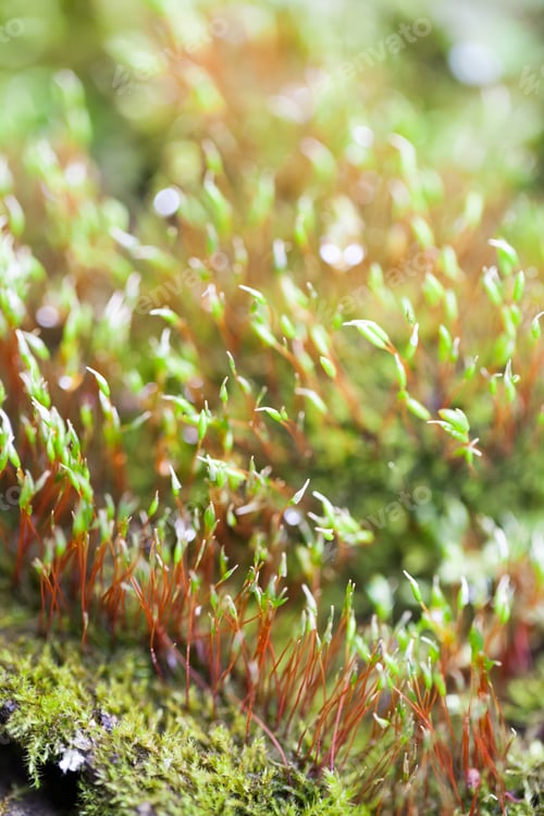 Preview: Abstract, Colorful Composition With Blurred Moss Flowers In Spring
