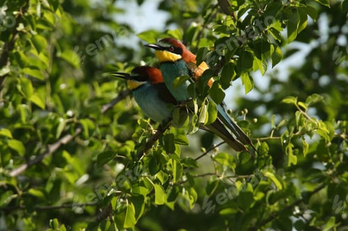 Preview: European Bee-Eater (Merops Apiaster) Germany (East)