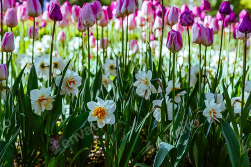 Preview: Beautiful Tulips And The Narcissus Flowers In The Spring Garden Or The Park. Ornamental Flowering