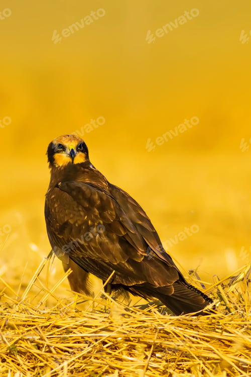 Preview: Yellow Nature Bacground And Hawk.