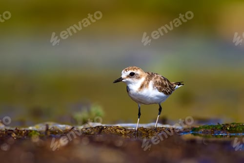 Preview: Cute Bird. Kentish Plover. Nature Background.