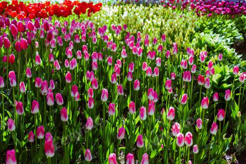 Preview: Beautiful Tulips In The Spring Garden Or The Park. Ornamental Flowering Bulbous. The Concept Of