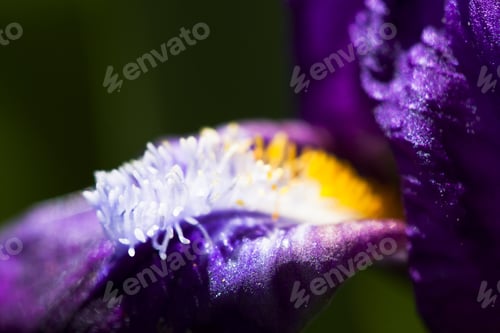 Preview: Details From A Beautiful, Dark Blue, Iris Flower With Natural Background