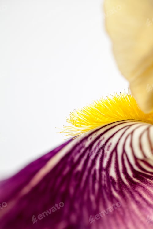 Preview: Beautiful Iris Flower With Details