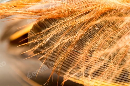 Preview: Colorful Rooster Feather With Details And Reflexions