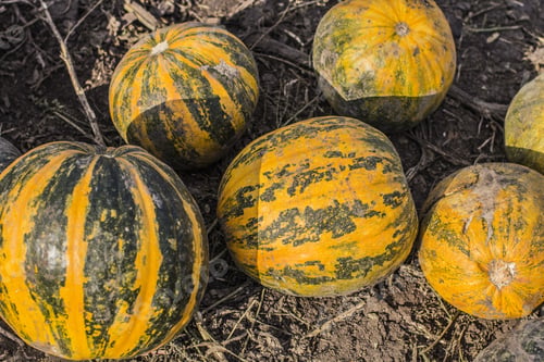 Preview: Pumpkins Field. Pumpkin Harvesting On The Farm In Ukraine.