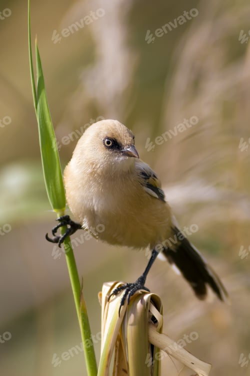 Preview: Cute Little Bird. Yellow Green Nature Background. Bird: Bearded Reedling.