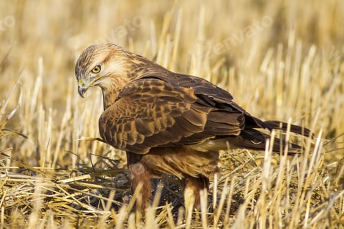 Preview: Wild Bird Hawk Dry Yellow Background Long Legged Buzzard / Buteo Rufinus