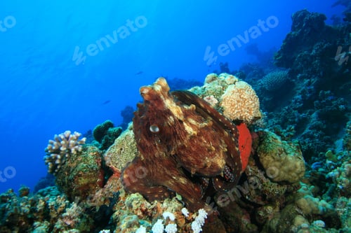 Preview: Reef Octopus (Octopus Cyaneus)