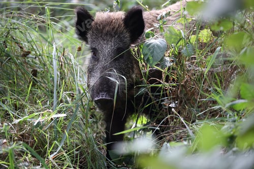 Preview: Wild Boar (Sus Scrofa) Western Pomerania Lagoon Area National Park Germany