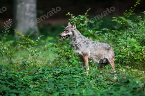 Preview: Wolves In The Bavarian Forest National Park, Bavaria, Germany