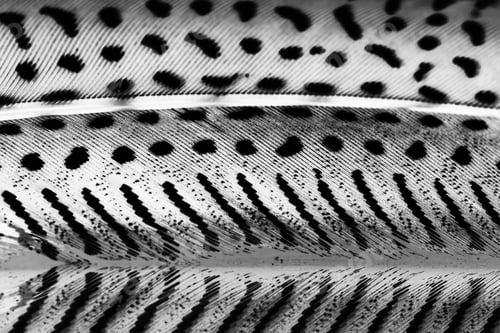 Preview: Guinea Hen Feather With Light Grey Background