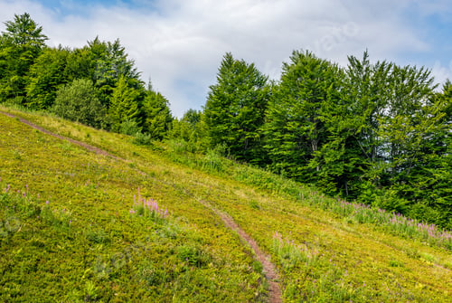 Preview: Path Through Slippery Slope With Forest. Natural Summer Travel Background