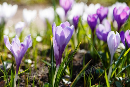 Preview: Crocuses Is Spring Bulbous Flowers