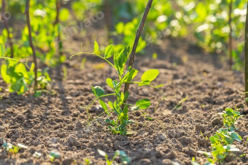 Preview: Young Pea Growing In Garden. Summer Garden With Green Plants