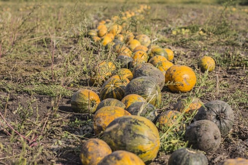 Preview: Pumpkins Field. Pumpkin Harvesting On The Farm In Ukraine.