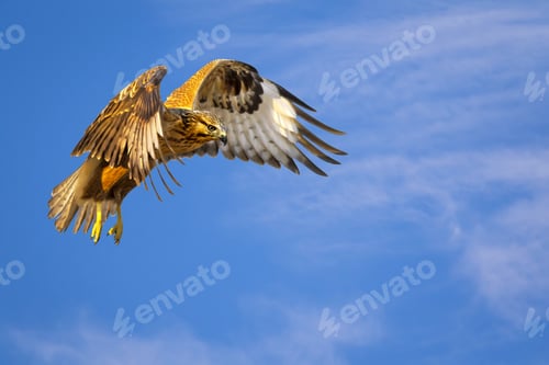 Preview: Bird Of Prey. Flying Buzzard. White Clouds And Blue Sky Background. Bird: Long Legged Buzzard