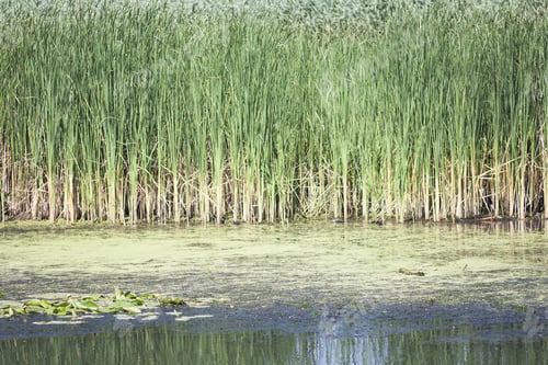 Preview: Danube Delta Landscape - Romania