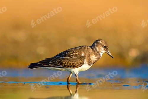 Preview: Cute Water Bird. Common Bird Ruddy Turnstone. Colorful Nature Background. Bird: Ruddy Turnstone