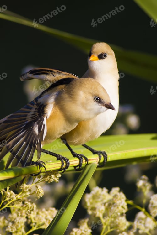 Preview: Cute Bird. Green Nature Background. Bearded Reedling / Panurus Biarmicus