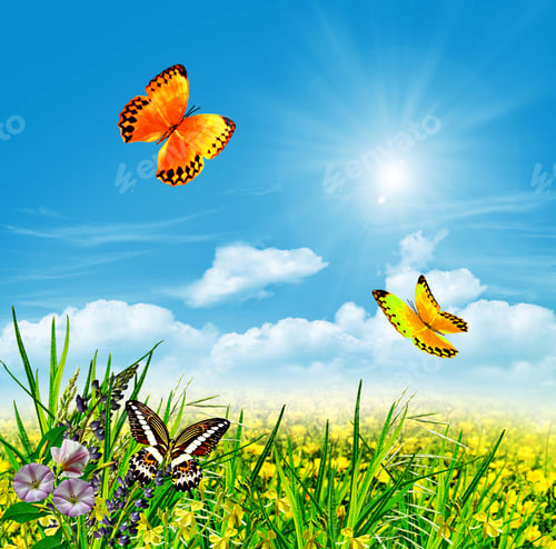 Preview: Summer Landscape With Field Flowers On A Background Of Blue Sky And Clouds. Butterfly;