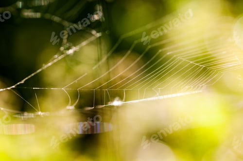 Preview: Abstract Composition With Spider Web Details And Natural Colors