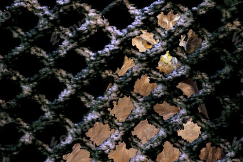 Preview: Bird Of Prey In Cage. Dark Background.