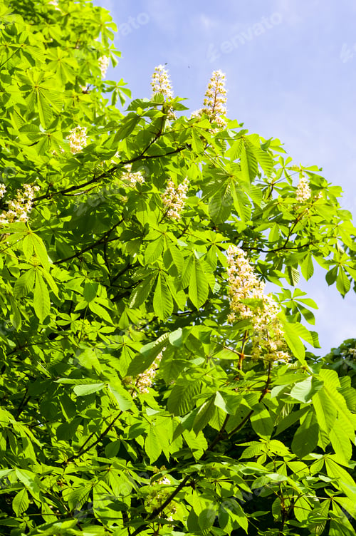Preview: Flowering Branches Of Chestnut Castanea Sativa Tree, And Bright Blue Sky