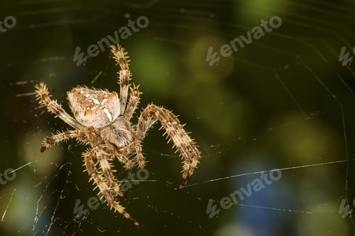 Preview: Spider Macro Photo. Detail Photo. Green Bokeh Nature Background.