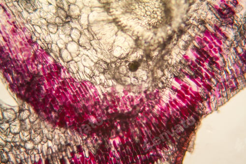 Preview: Onion Cells At The Microscope