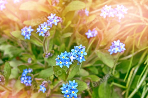 Preview: Me-Nots Wildflowers On The Background Of The Summer Landscape.