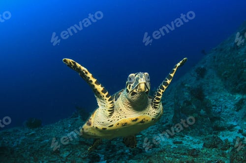 Preview: Hawksbill Turtle