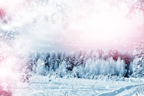 Preview: Forest In The Frost. Winter Landscape. Snow Covered Trees.