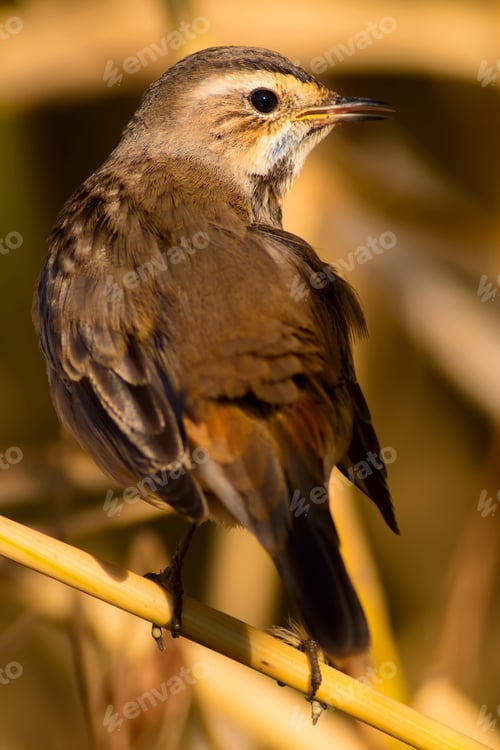 Preview: Cute Bird. Colorful Natural Background. Bird: Common Bird Bluethroat. Luscinia Svecica.
