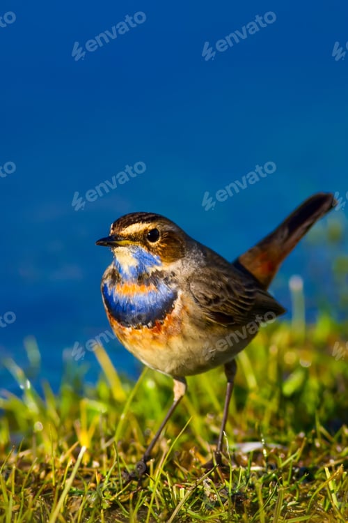Preview: Cute Bird. Blue Water Background.